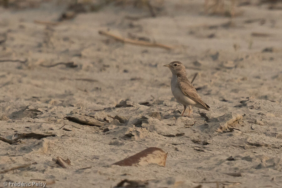 Sand Lark