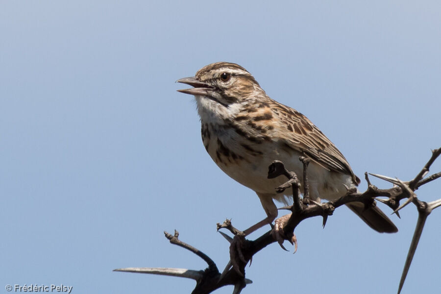 Sabota Larkadult