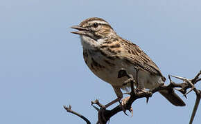 Sabota Lark