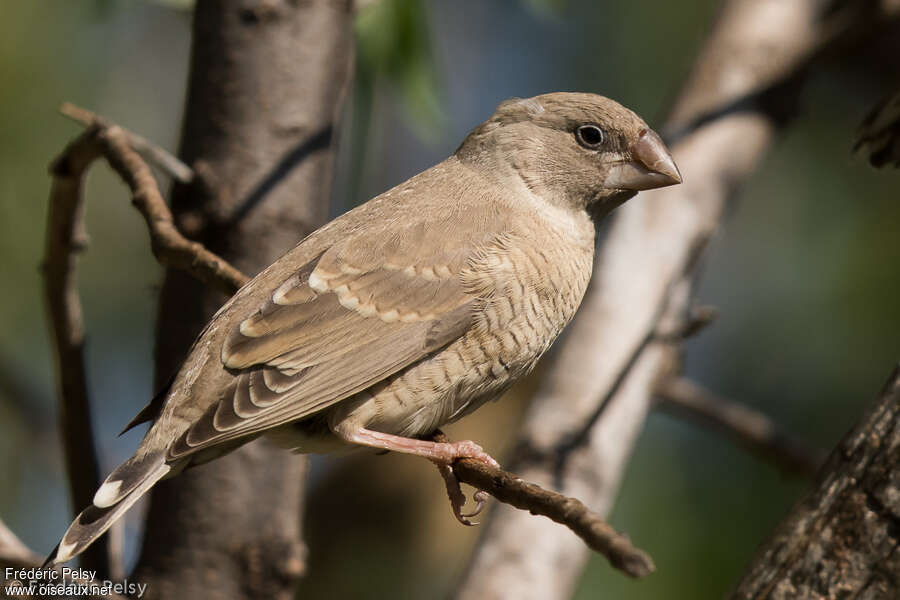 Amadine à tête rouge femelle adulte, identification