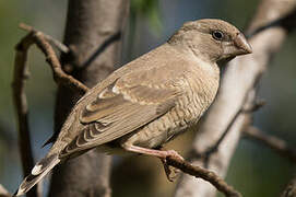 Red-headed Finch