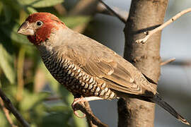 Red-headed Finch