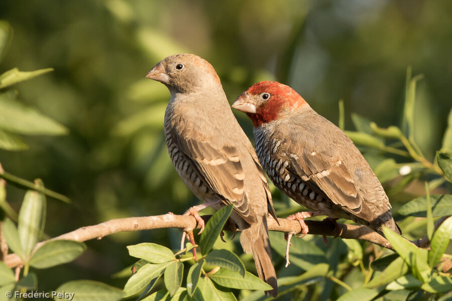 Amadine à tête rougeadulte