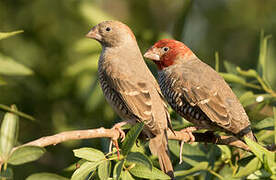 Red-headed Finch