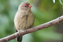 Red-billed Firefinch