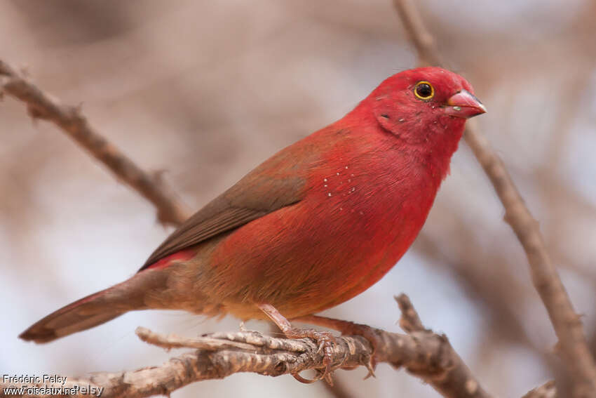 Red-billed Firefinch male adult, identification