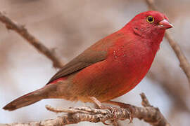 Red-billed Firefinch