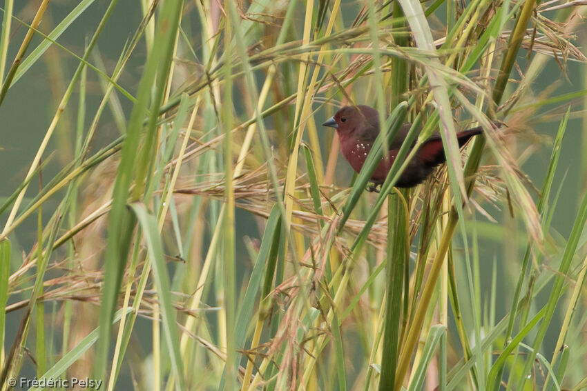 African Firefinchadult