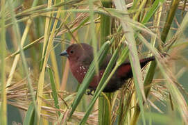 African Firefinch