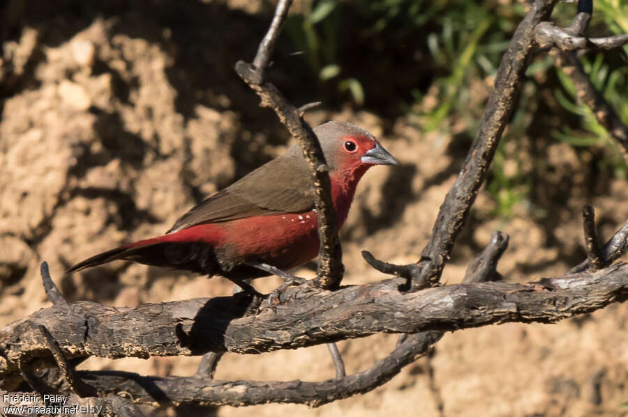 African Firefinch male adult, identification