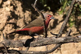 African Firefinch