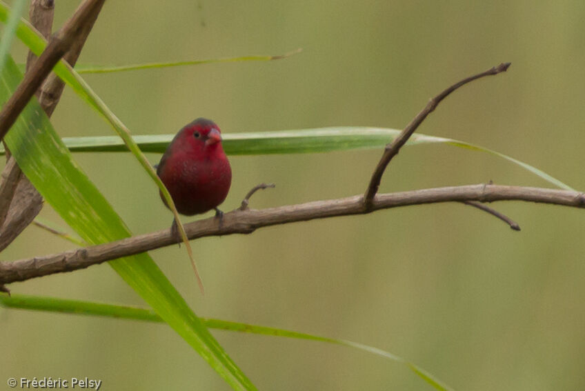 Bar-breasted Firefinch