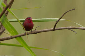 Bar-breasted Firefinch