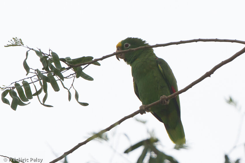 Yellow-crowned Amazonadult