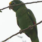 Amazone à front jaune