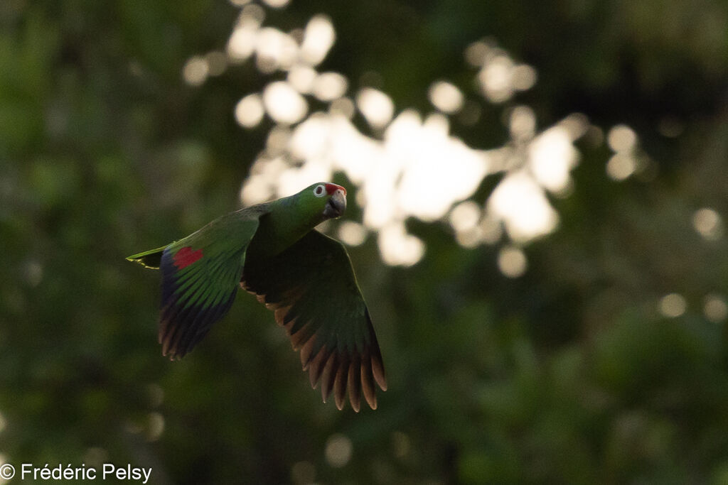 Amazone à lores rouges