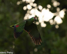 Red-lored Amazon