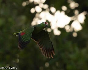 Amazone à lores rouges