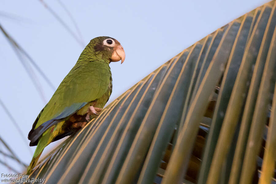 Hispaniolan Amazon