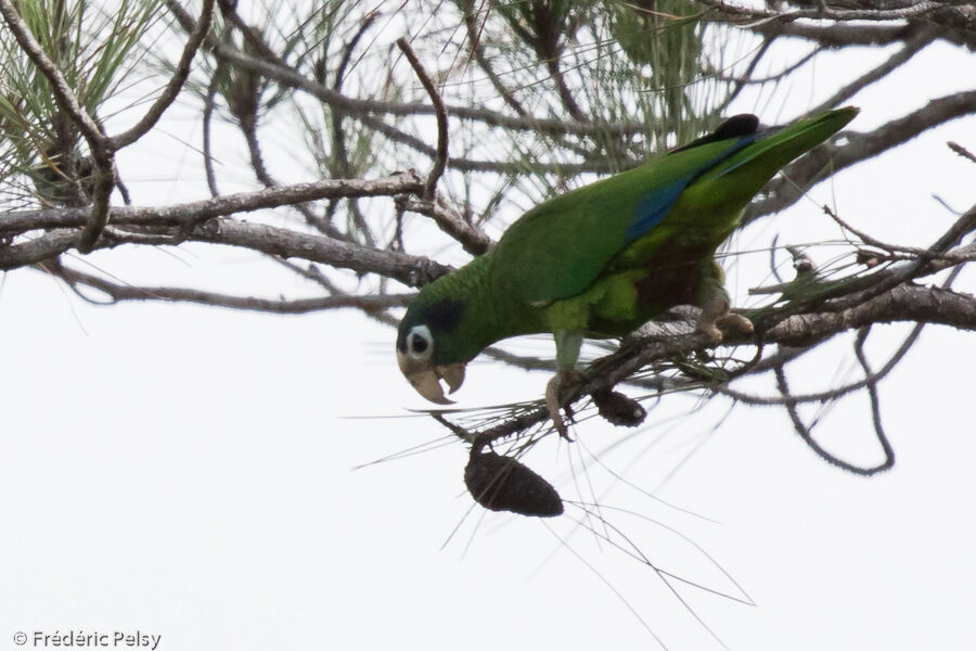 Amazone d'Hispaniolaadulte