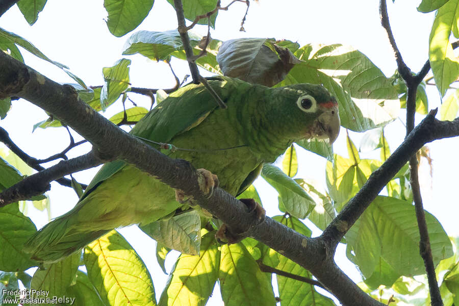 Amazone de Porto Ricoadulte