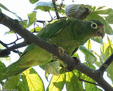 Puerto Rican Amazon