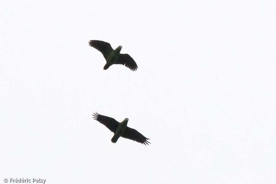 Scaly-naped Amazon, Flight