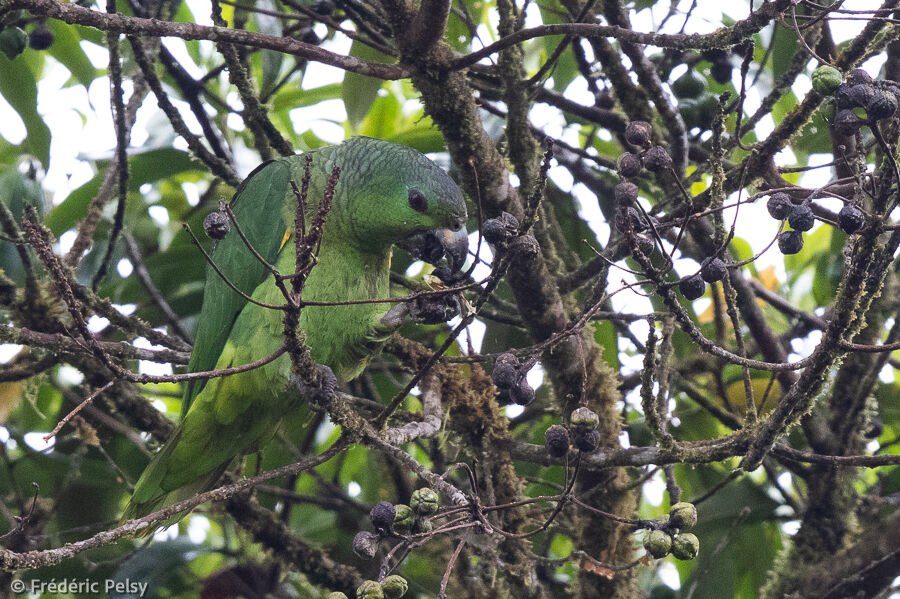 Scaly-naped Amazon