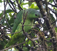 Scaly-naped Amazon