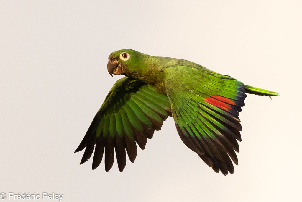 Amazone poudrée, Vol