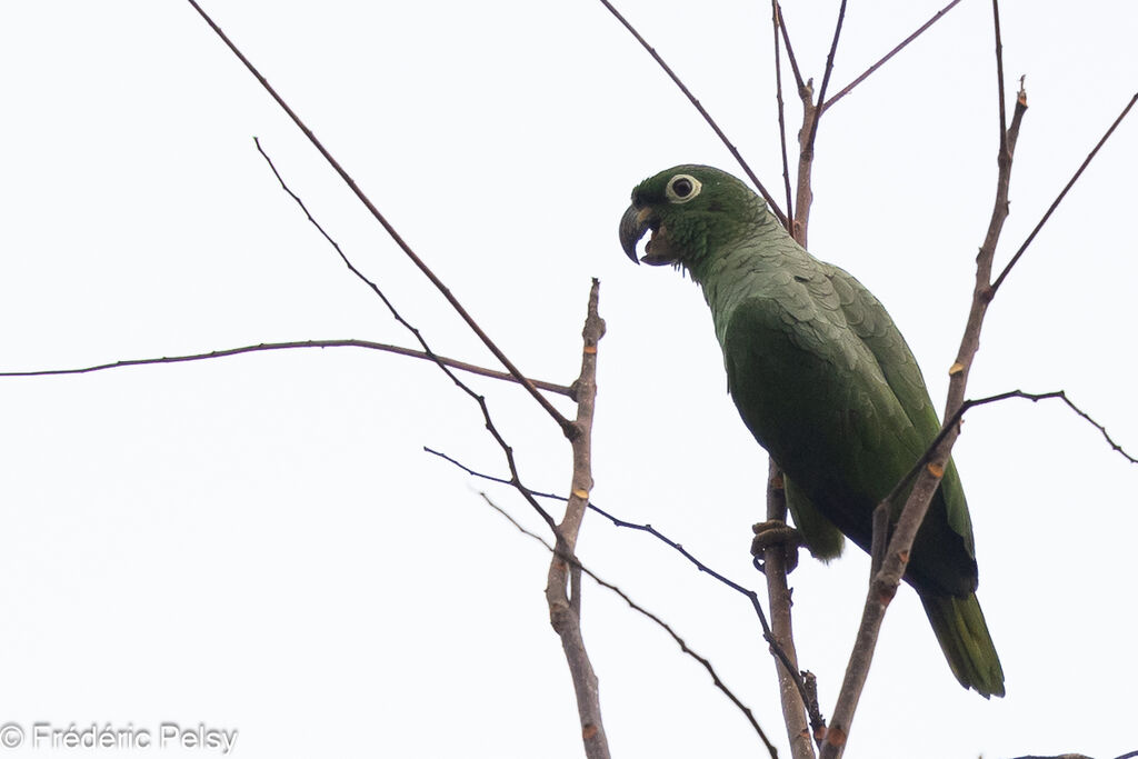 Southern Mealy Amazon