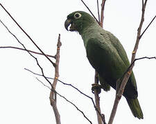 Southern Mealy Amazon