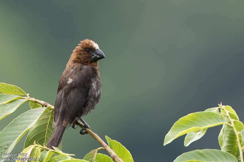 Thick-billed Weaver male adult, identification