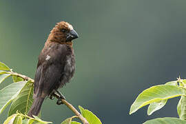 Thick-billed Weaver