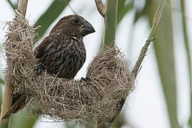 Thick-billed Weaver