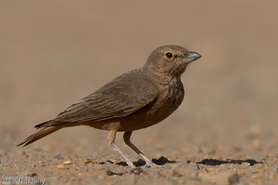 Rufous-tailed Larkadult, identification