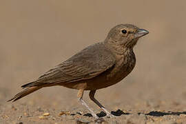 Rufous-tailed Lark