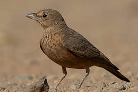 Rufous-tailed Lark