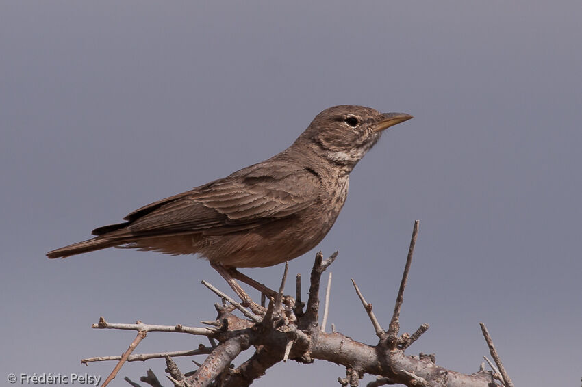 Desert Lark