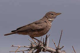 Desert Lark