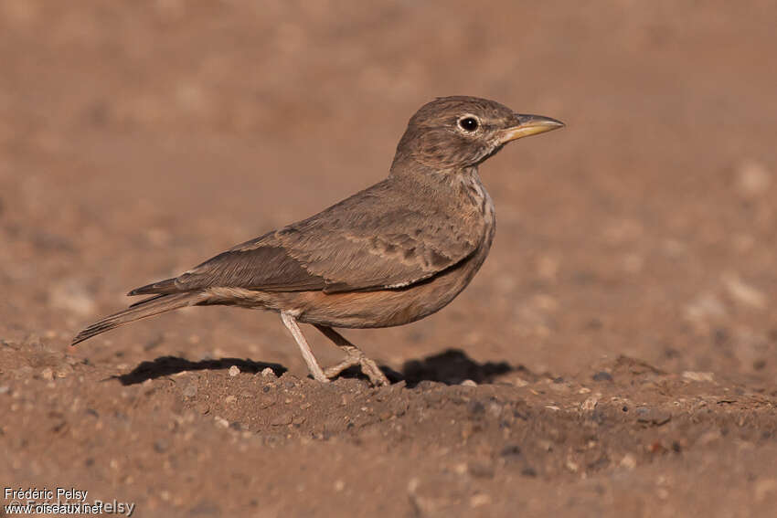 Desert Lark