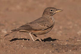 Desert Lark