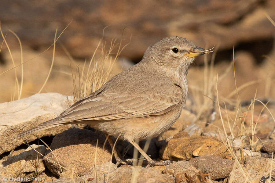 Desert Lark