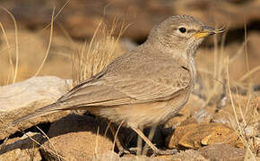 Desert Lark