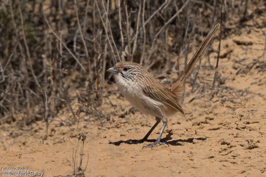 Eyrean Grasswren