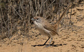 Eyrean Grasswren