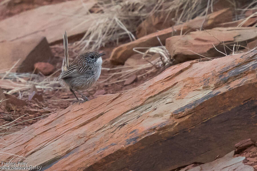 Short-tailed Grasswren