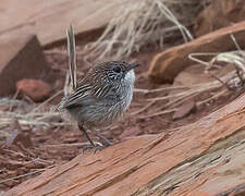 Short-tailed Grasswren