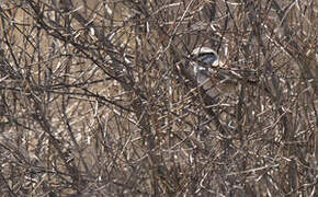 Grey Grasswren