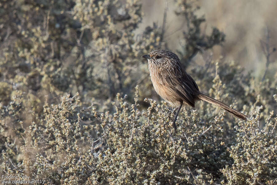 Western Grasswrenadult, identification